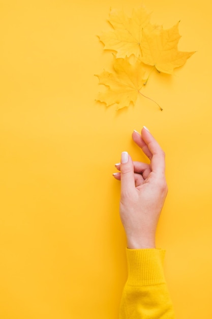 Temps de récolte Main de femme tendue après les feuilles d'érable jaunes sur fond orange Copier l'espace