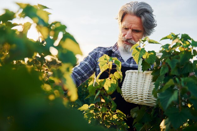 Temps de récolte Senior homme élégant aux cheveux gris et à la barbe sur le terrain agricole