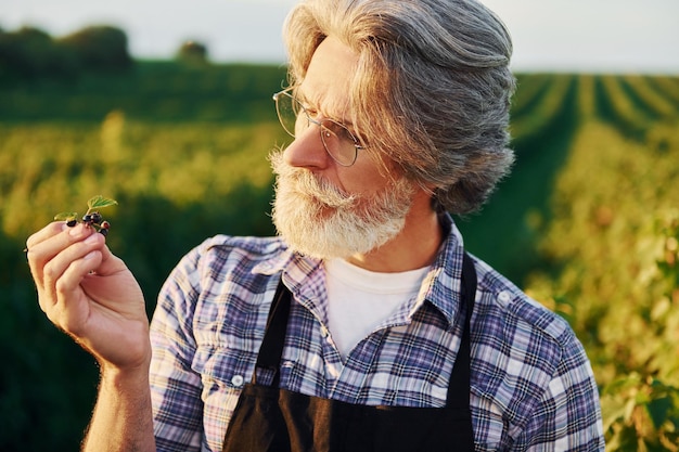 Temps de récolte Senior homme élégant aux cheveux gris et à la barbe sur le terrain agricole