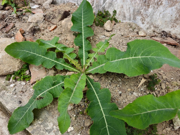 Tempuyung ou Sonchus Arvensis laiteron des champs vivaces laiteron des porcs chardon des champs