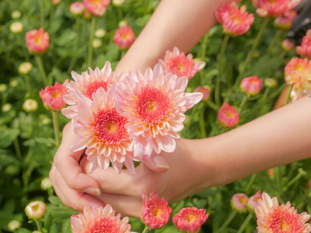 tenant une belle fleur rose de chrysanthème à deux mains avec fond vue jardin