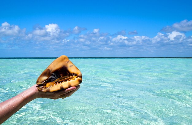 Tenant la coquille sur la plage tropicale