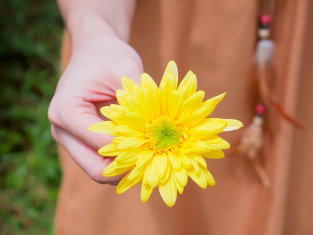 tenant dans la main une belle fleur de chrysanthème jaune