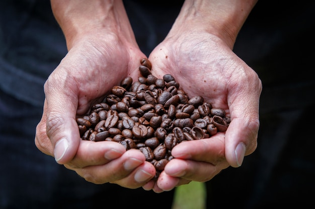 Tenant des grains de café dans les mains