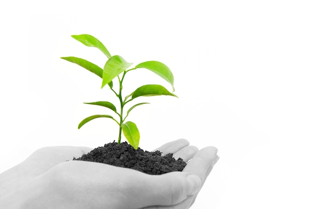 Tenant une plante entre les mains sur blanc