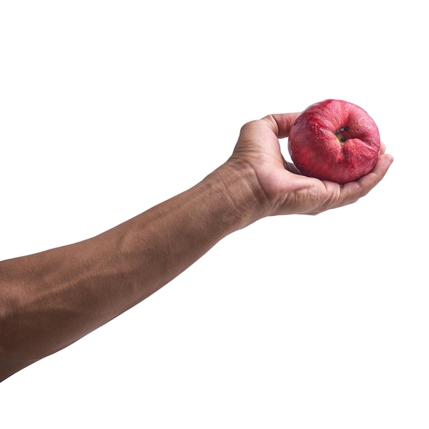 Tenant une pomme malaise isolée sur un fond blanc