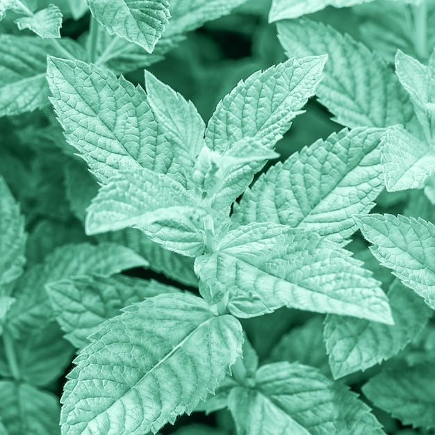 Tendance couleur 2020 année néo menthe. fFeuilles de menthe fraîche tonique de couleur vert néo-menthe clair, gros plan.