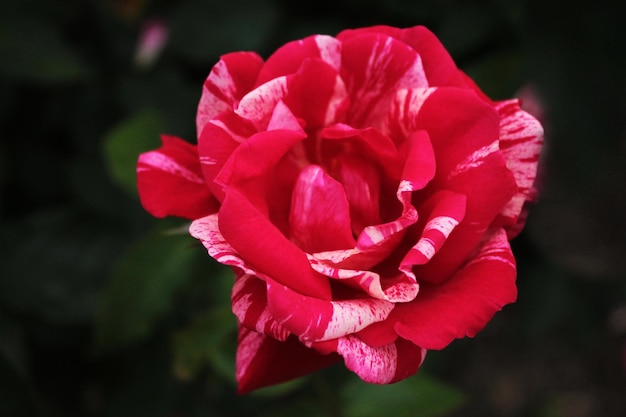 Tendre rose rouge se balançant dans le fond d'écran de l'ordinateur du vent