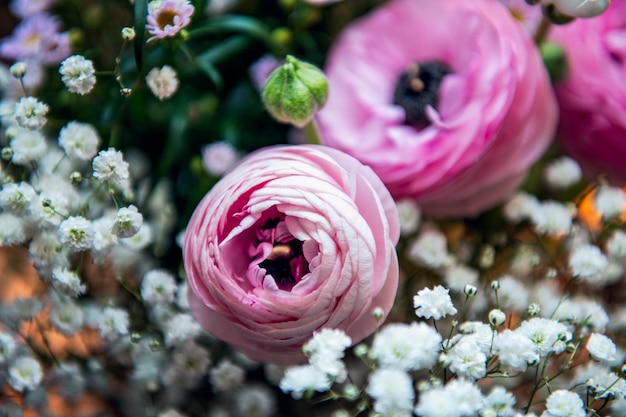 Tendres fleurs de renoncule