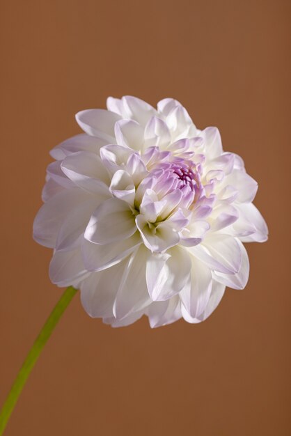 Tendresse blanche dahlia close up shot fond floral doux vue macro