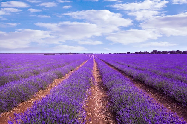 Étendue violette un champ de lavande en pleine floraison