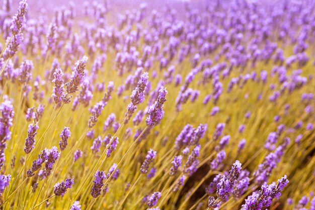 Étendue violette un champ de lavande en pleine floraison