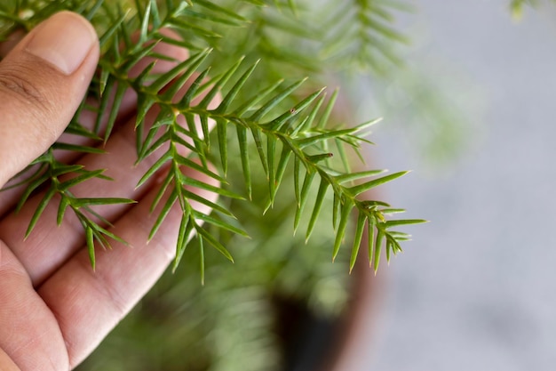 Tenir une branche de pin colonial Arucaria à la main