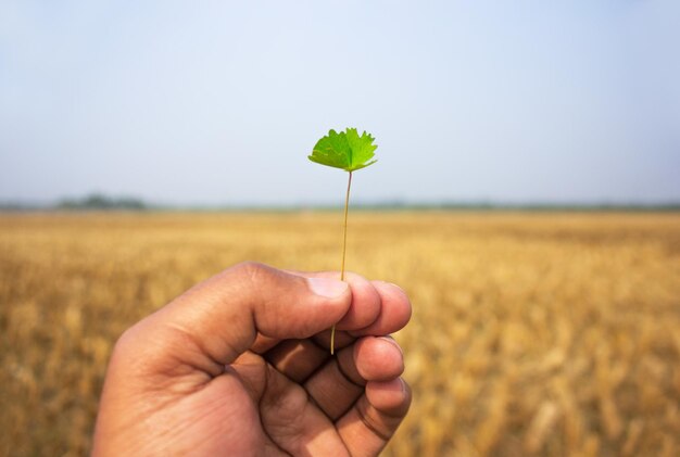 Tenir une feuille verte dans une rizière