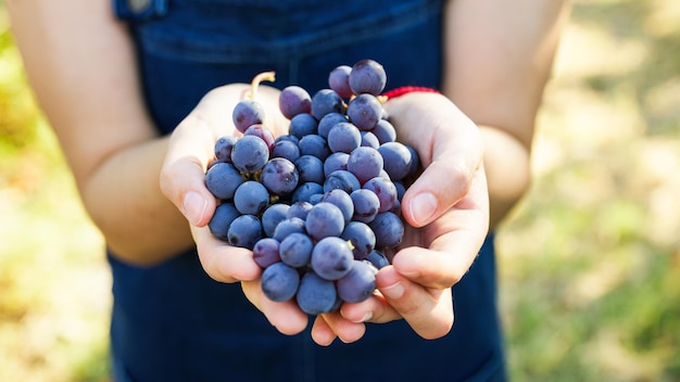 Tenir des grappes de raisins rouges à la main