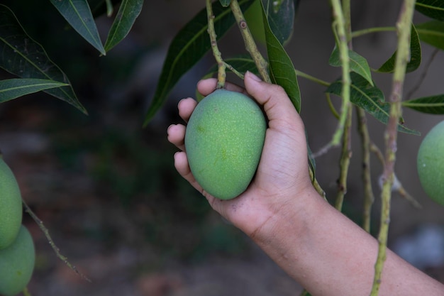 Tenir à la main la mangue verte crue dans la branche d'arbre suspendue