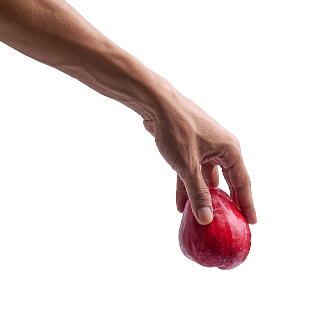 Tenir la pomme malais isolé sur fond blanc