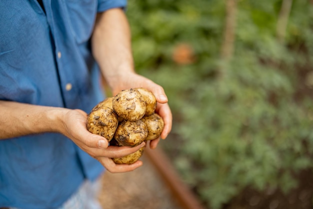 Tenir la pomme de terre fraîchement creusée sur les terres agricoles