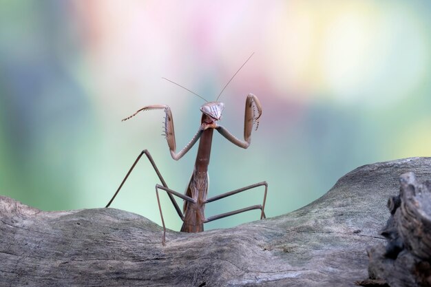 Tenodera sinensis mante