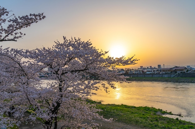 Tenshochi Park Kitakami River fleurs de cerisier en pleine floraison
