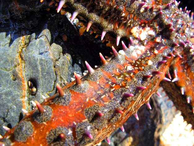 Tentacule de grande étoile de mer rouge sur les rochers près de la mer en gros plan, Marthasterias. Animaux méditerranéens.