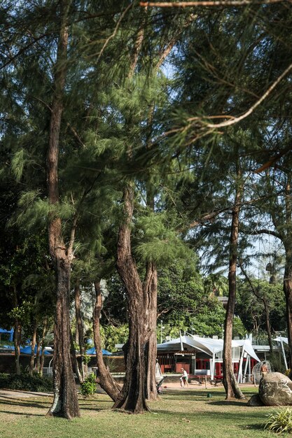 Une tente au milieu d'une forêt avec un arbre au milieu