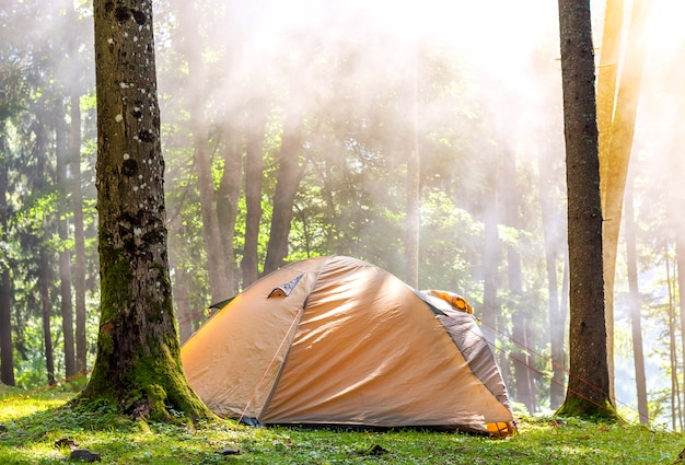 Tente de camping dans la forêt verte au printemps