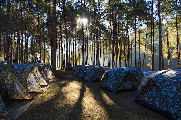 Tente sous arbre le matin