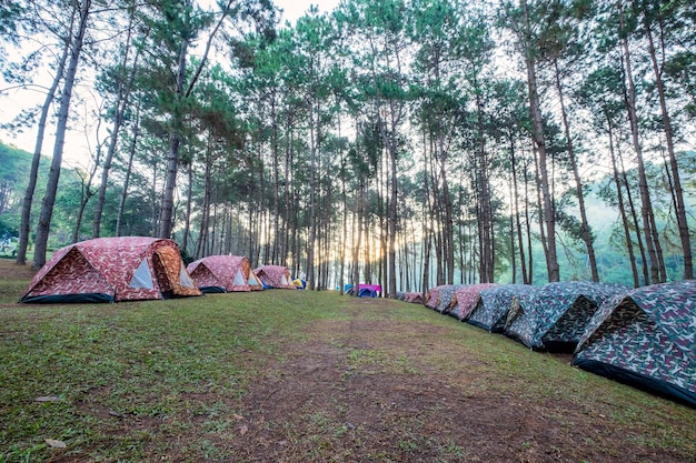 Tente Touristique Camping Dans La Forêt De Pins Sur Le Réservoir En Soirée