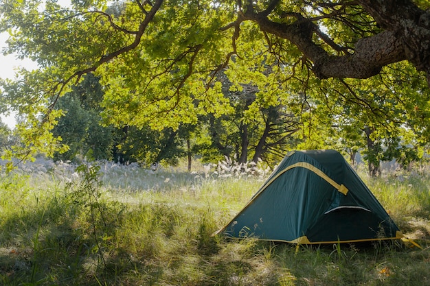 Une tente touristique se dresse sous un énorme chêne avec les rayons du soleil qui brillent à travers les feuilles . voyager sauvage dans la nature