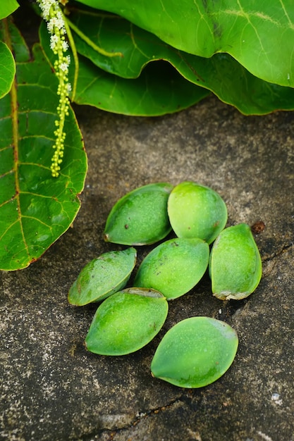 Terminalia catappa, amande ketapang. buah ketapang hijau