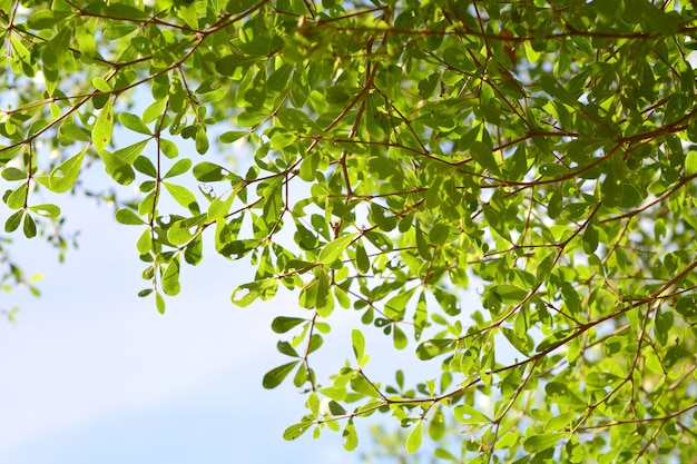 Terminalia Ivorensis, feuilles, dans le jardin de la Nature