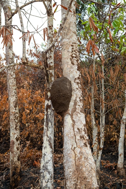 Termitaire sur l'arbre termitière nid termitière extérieure en forêt photo de termitière