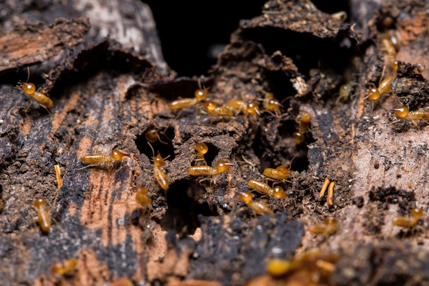 Termite mangeant du bois