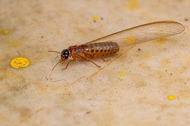 Termite supérieur adulte