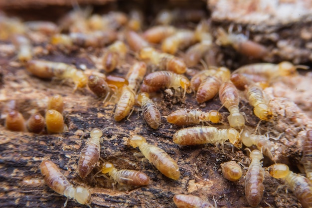 Photo termites sur le bois en décomposition