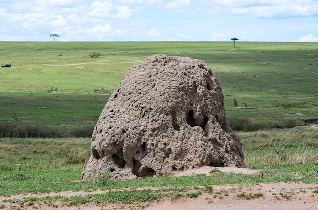 Termites de construction de monticules dans la savane Kenya Afrique