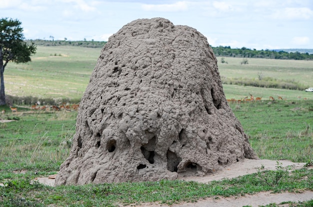 Termites de construction de monticules dans la savane Kenya Afrique