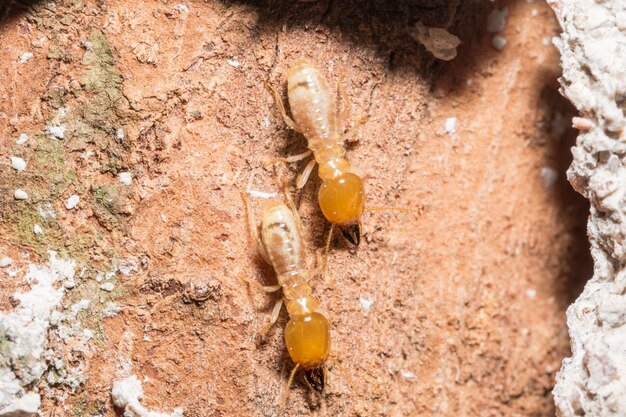 Les Termites Macros Marchent Sur Les Bûches.