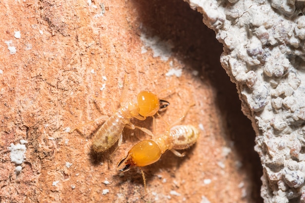 Les termites macros marchent sur les bûches.