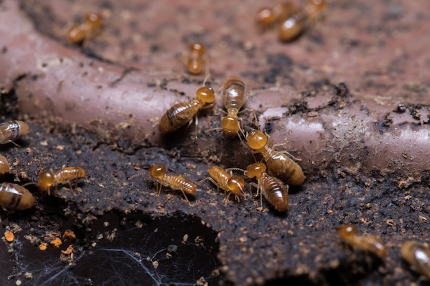 Termites Manger du bois