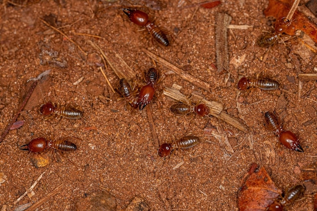 Termites à museau adulte