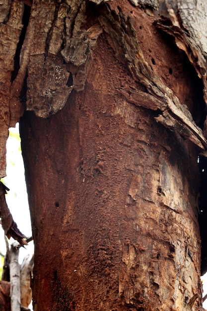 Les termites ont mangé le tronc de l'arbre.