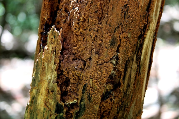 Les termites ont mangé le tronc de l'arbre