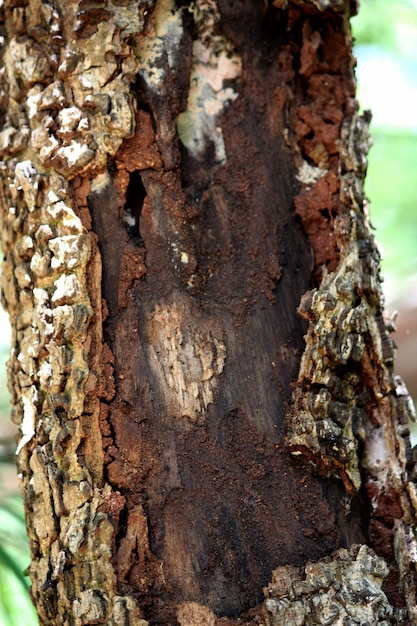 Les termites ont mangé le tronc de l'arbre