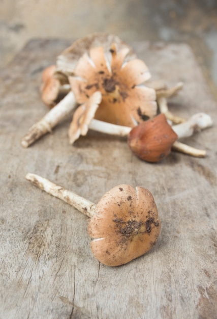 Termitomyces fuliginosus Heim champignon sur table rustique