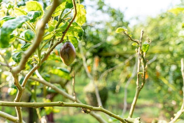 Terong Belanda ou Tamarillo plante aux fruits verts et feuilles Solanum betaceum d'Indonésie