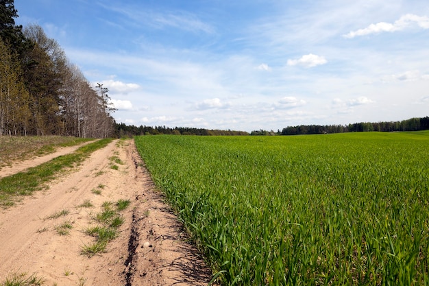 Terrain agricole sur lequel poussent les jeunes herbes.