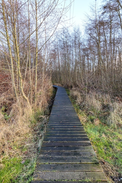 Photo terrain boueux et marécageux avec un chemin en bois traversant un terrain avec des arbres nus en arrière-plan thor park parc national hoge kempen journée d'automne nuageuse à genk belgique