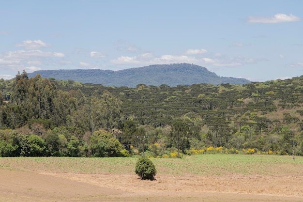 Terrain destiné à la plantation avec la forêt d'Araucaria en arrière-plan et les montagnes de la Serra da Esperanca à Rio Azul Parana Brésil